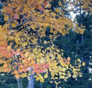 Beautiful aspen tree turning fall colors, yellow orange and red