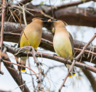 Two birds sharing a nut on a tree branch