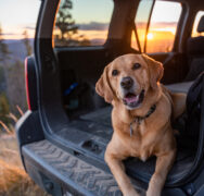 Smiling dog in the back of a car with mountain sunset in the background.